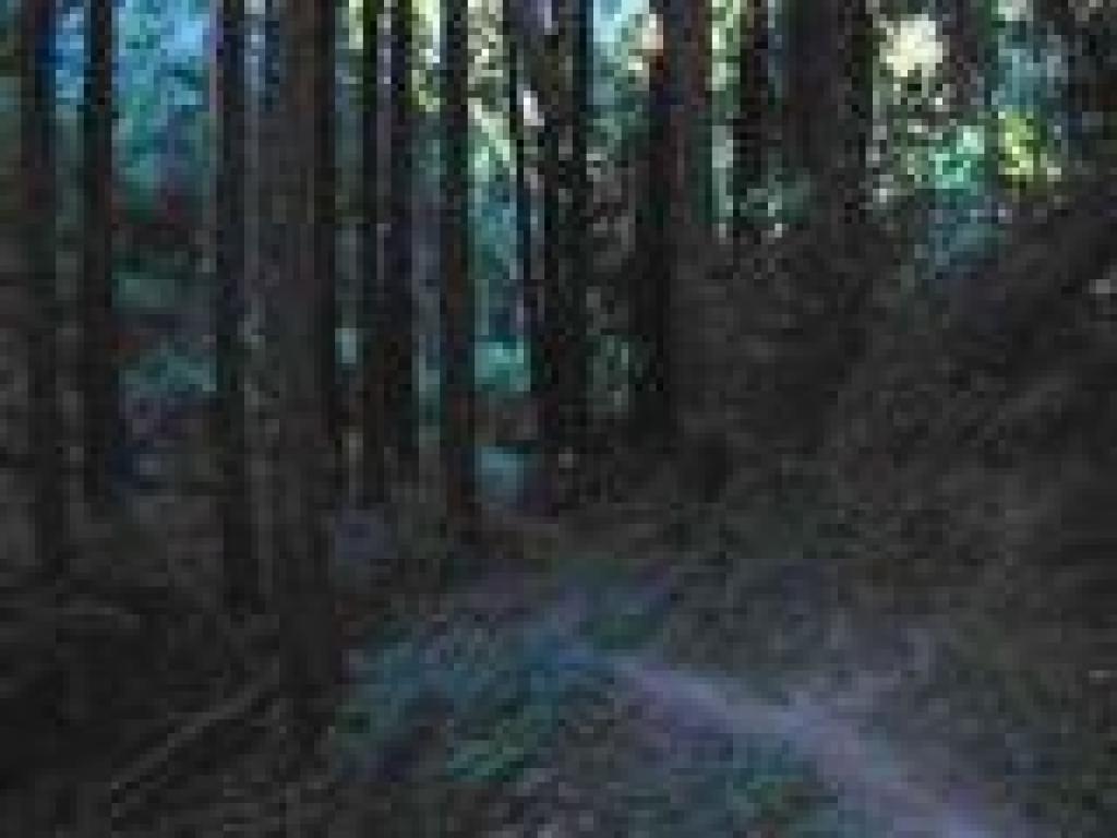 Winding through a dark ravine