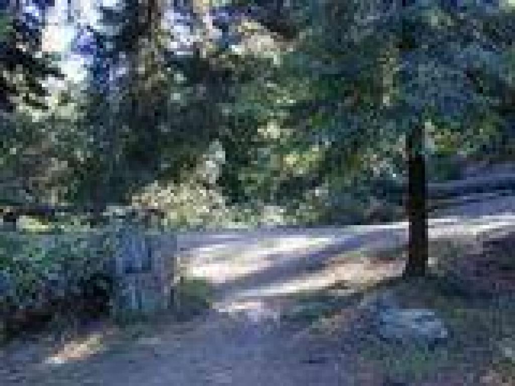 At the edge of the meadow