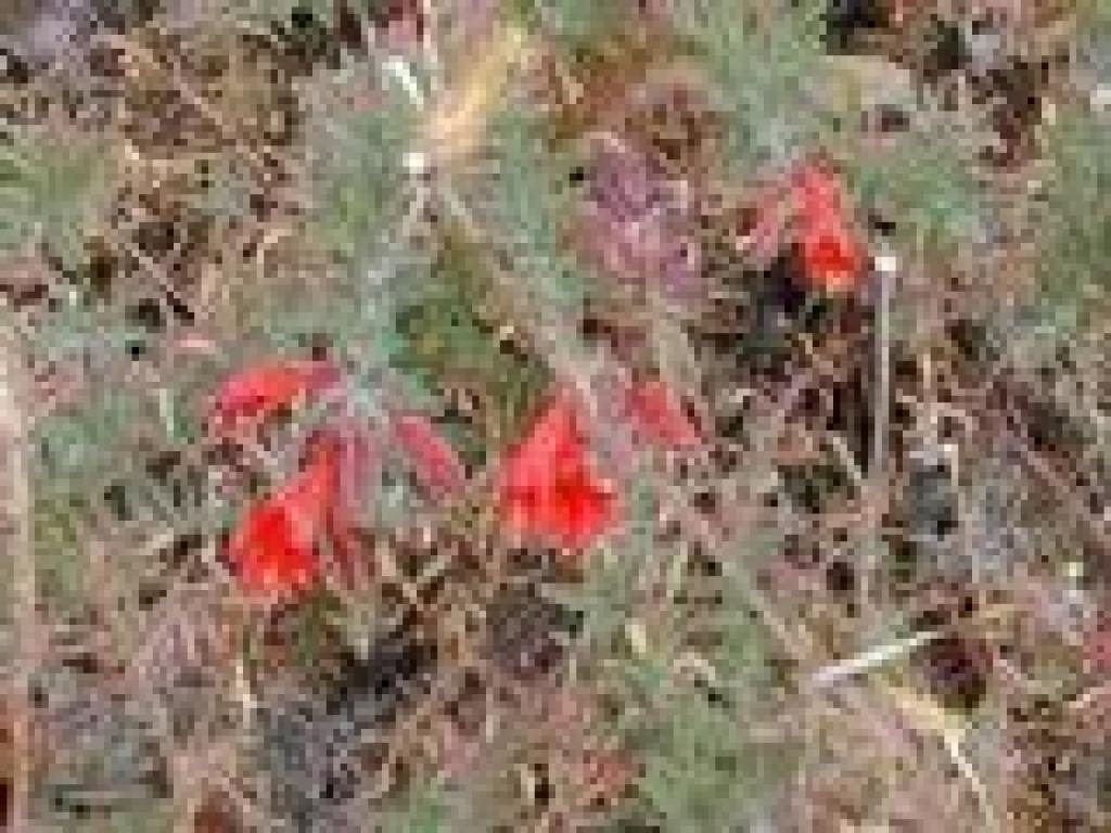 California fuchsia