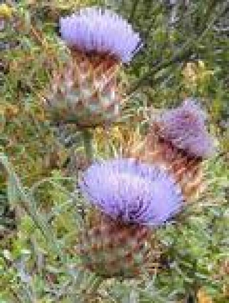 Cardoon