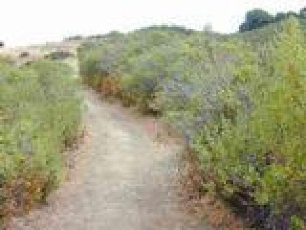 A transition into grassland