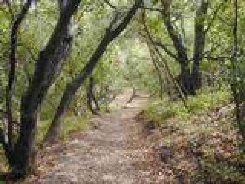 Coast live oak and California bay line the trail