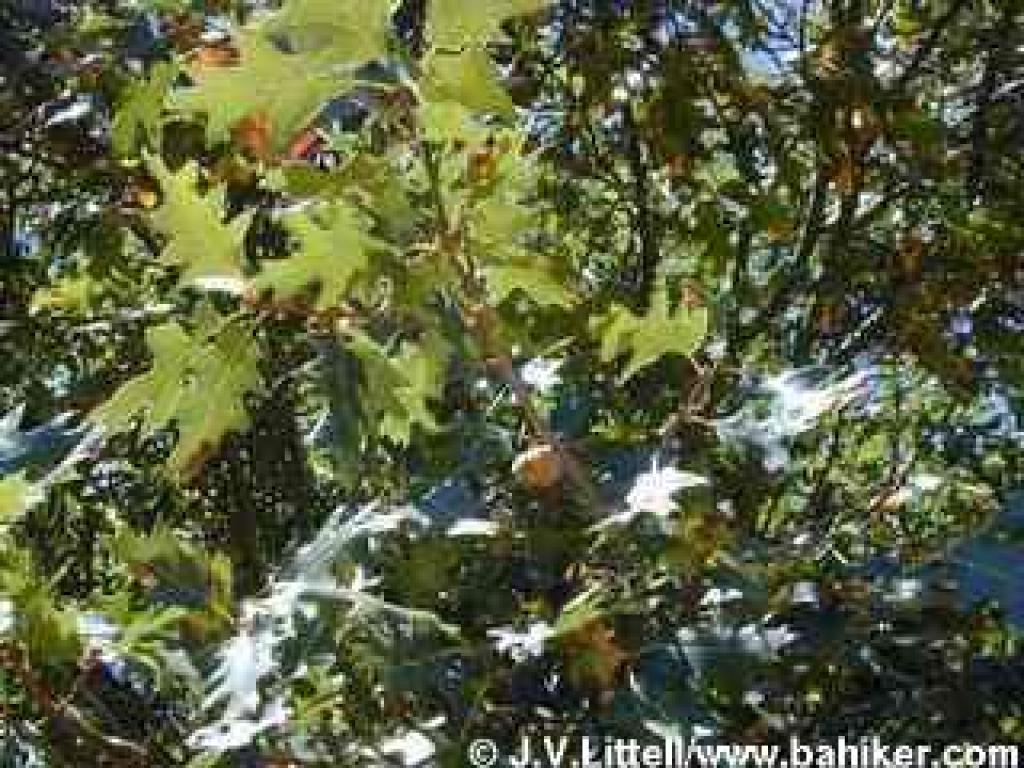 Black Oak