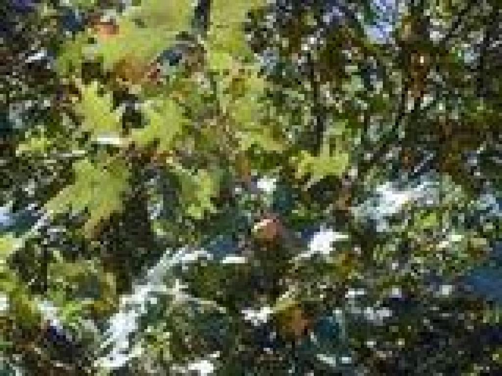 Black oak