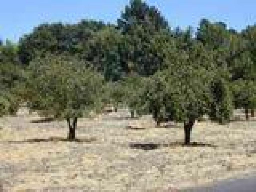 Pear orchard
