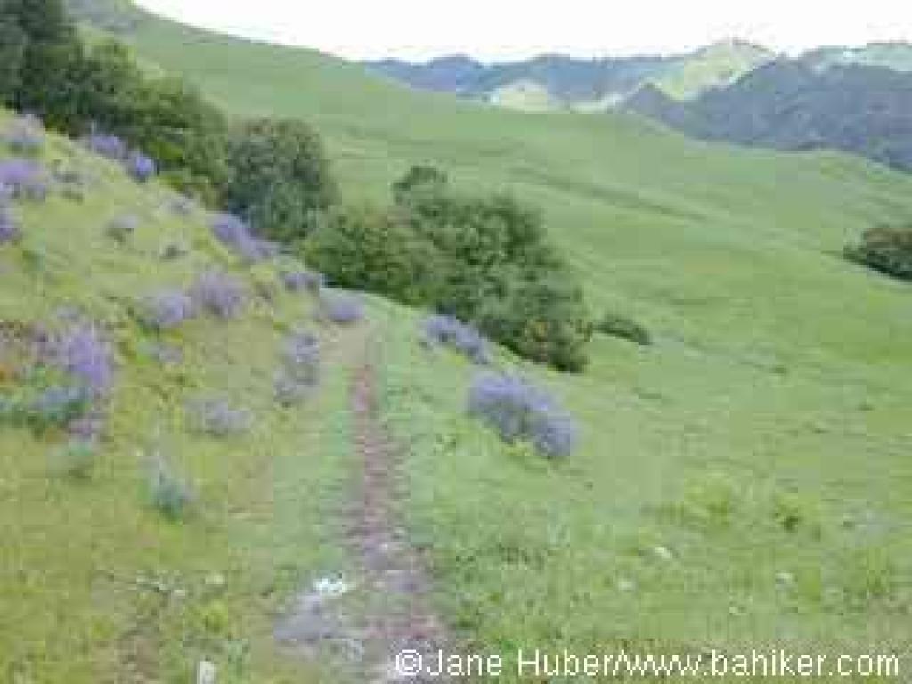 Cuesta Trail