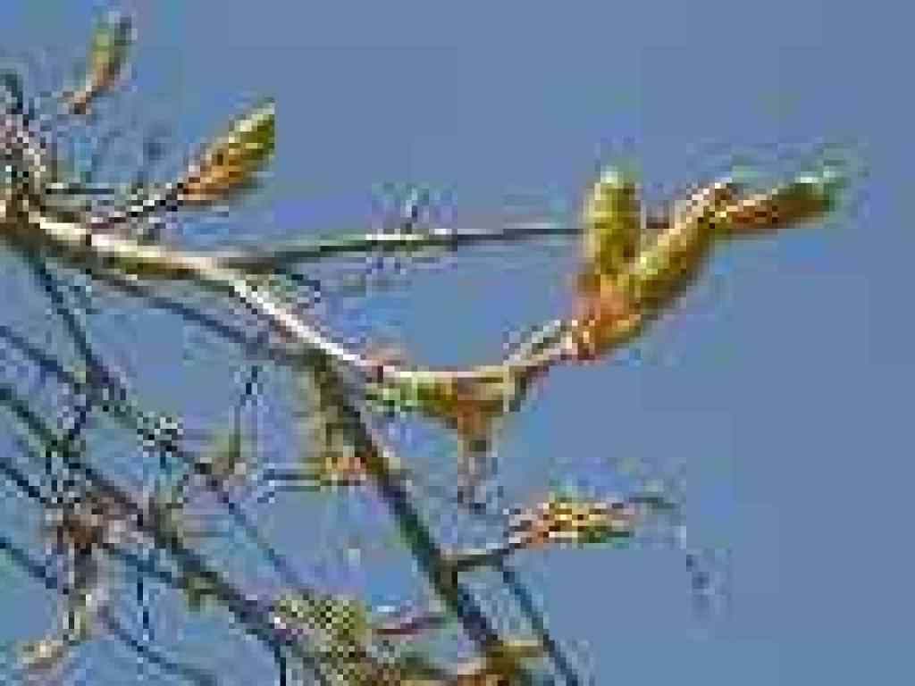 Maple buds