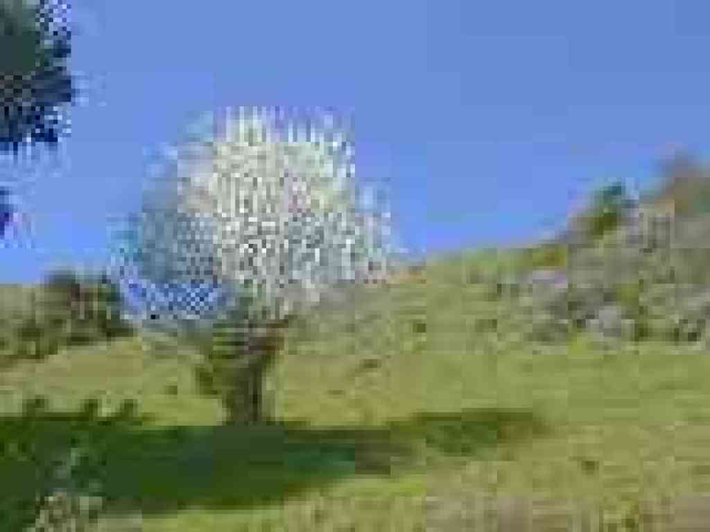 Flowering fruit tree