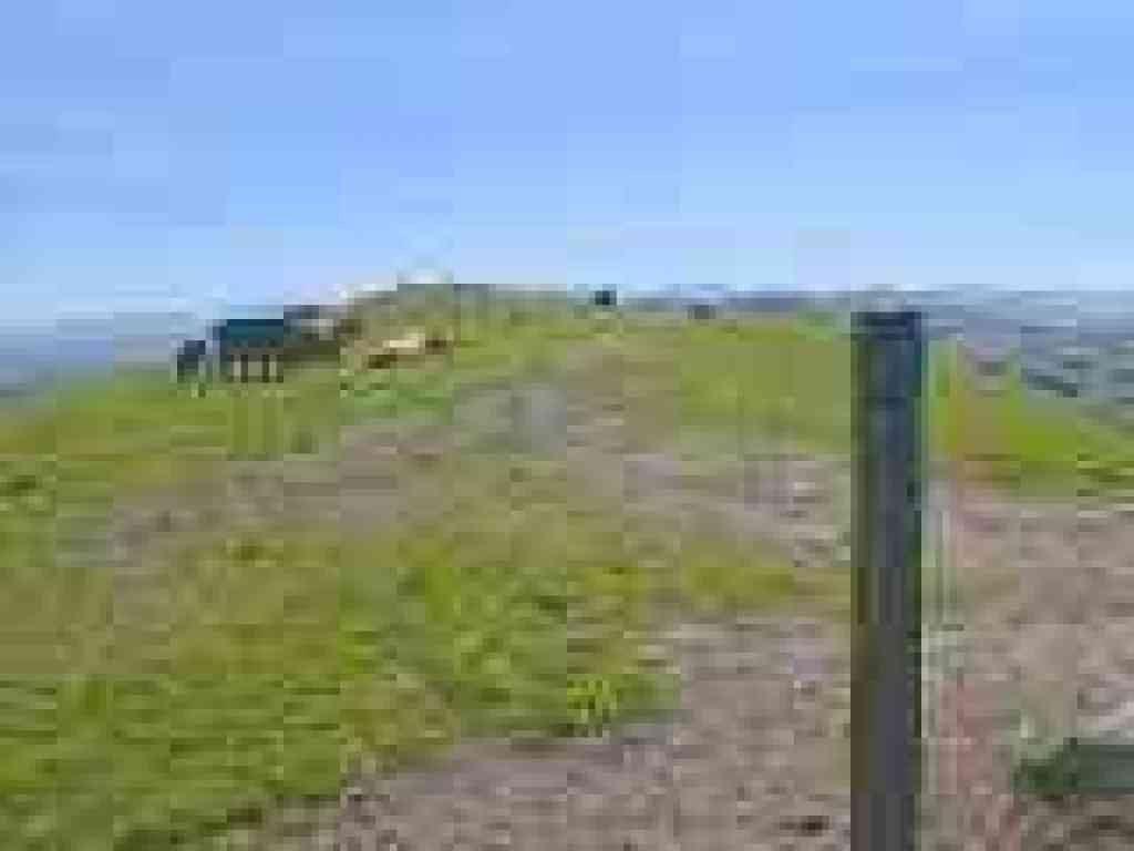 Cows guarding the path