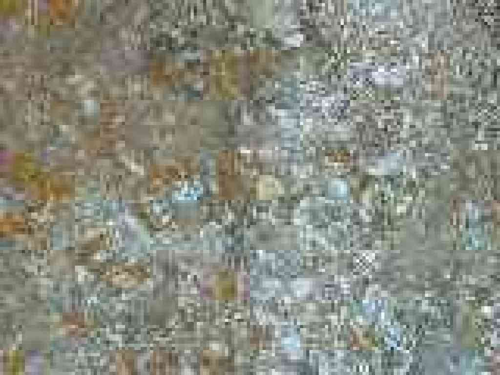 Shells embedded in the rock