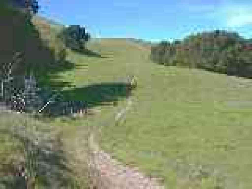 Cow and trail