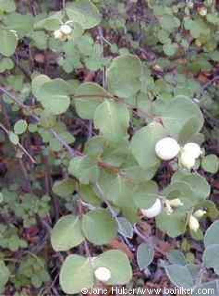 Snowberry