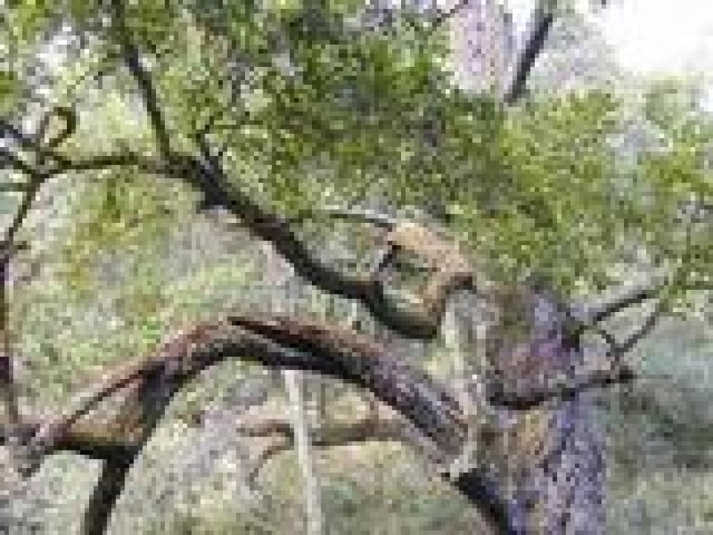 Alder