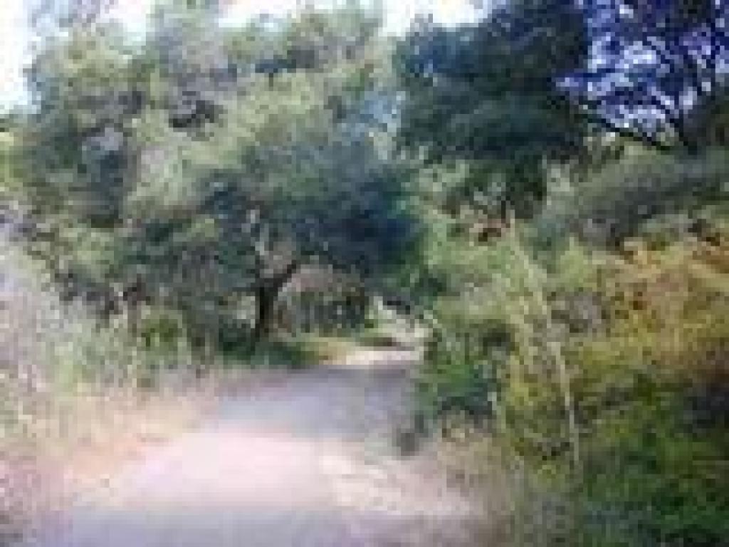 Coast live oaks