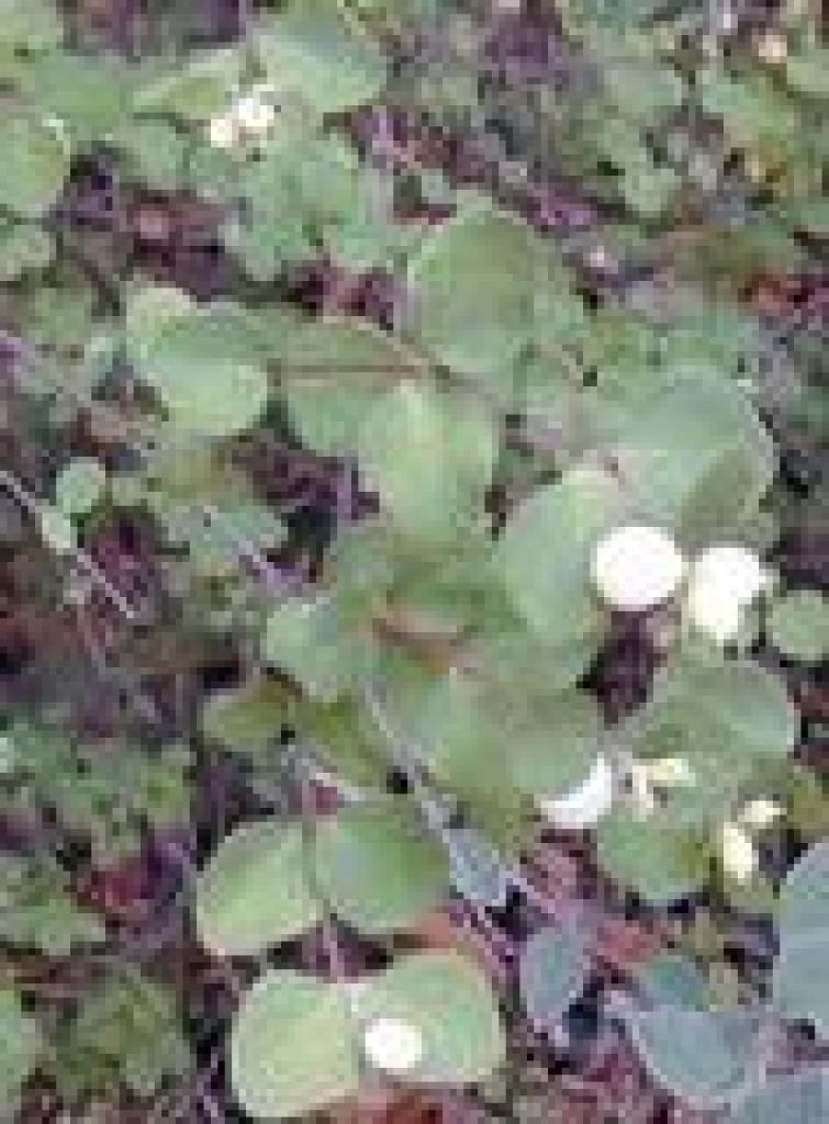 Snowberries