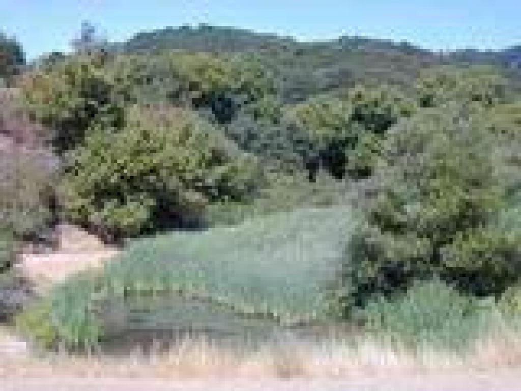 Pond