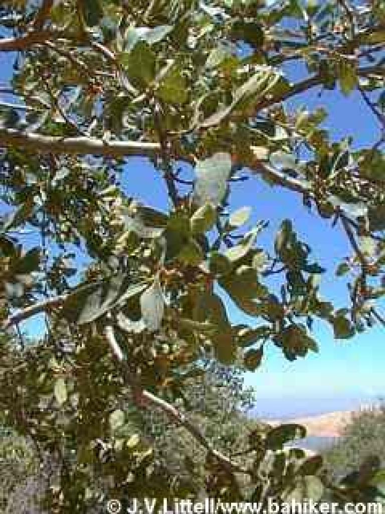 Blue oak photo