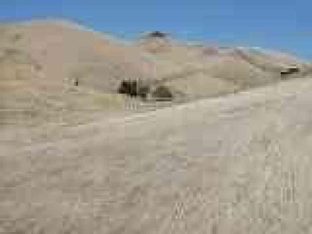 Blonde grass