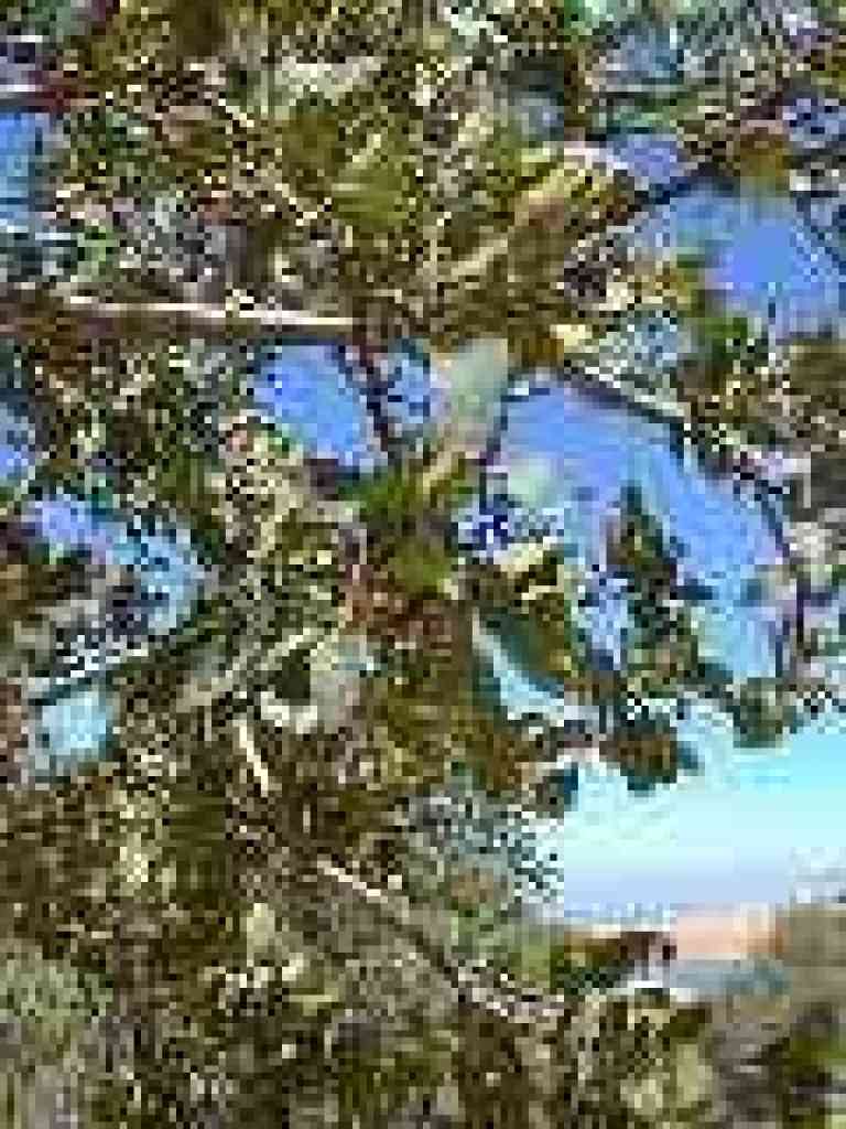 Blue oak