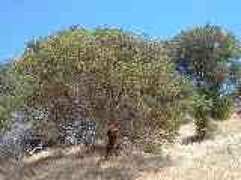 Manzanita