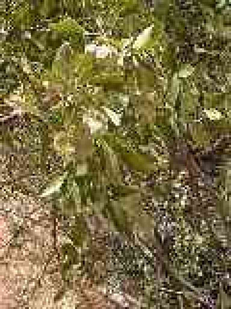 Unknown plant