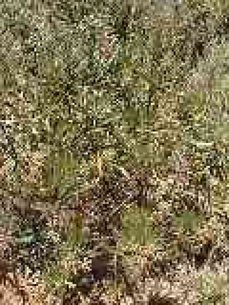 Yerba Santa