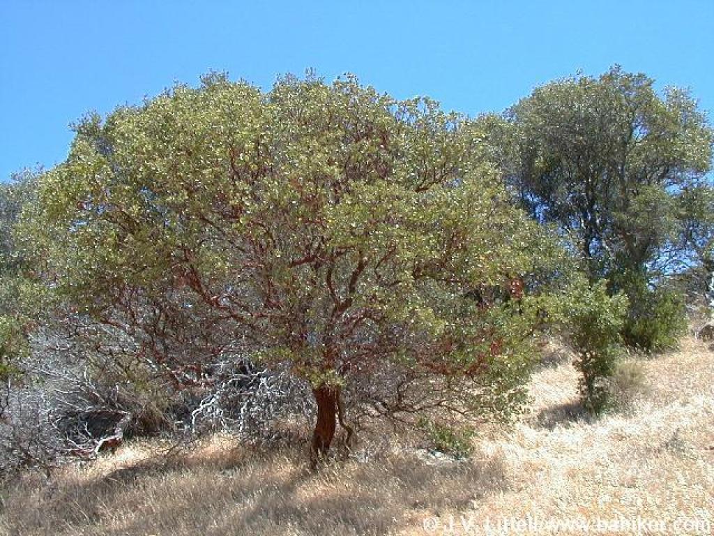 Older manzanitas grow to tree size