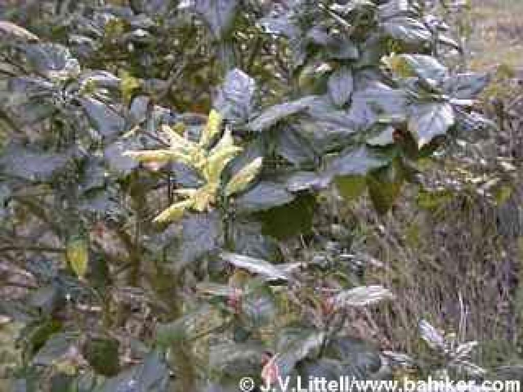 Coast live oak in winter