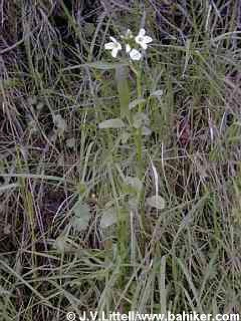 Milkmaids in winter