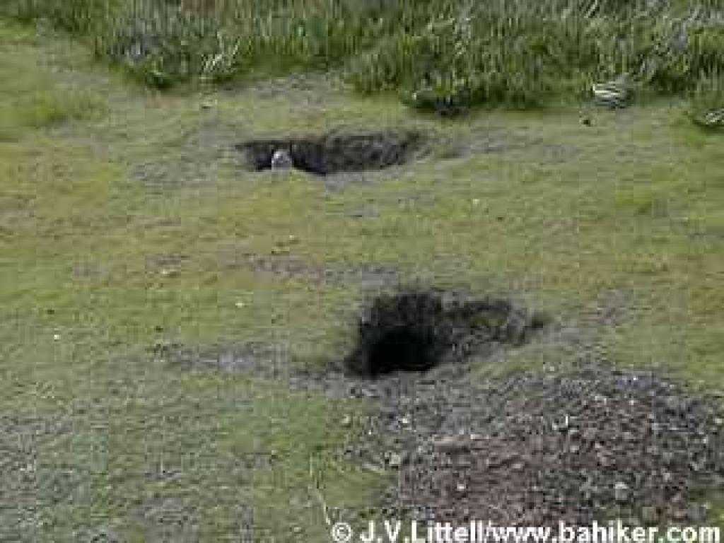 Squirrel burrow
