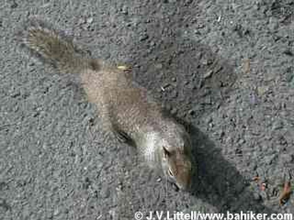 Squirrel at Miller/Knox