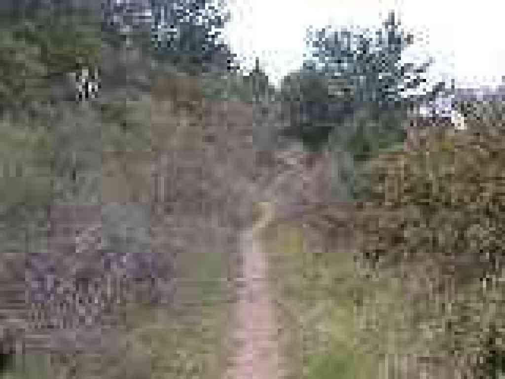Path through toyon and pine