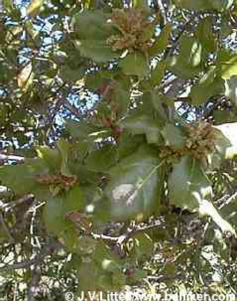 Coast live oak photo