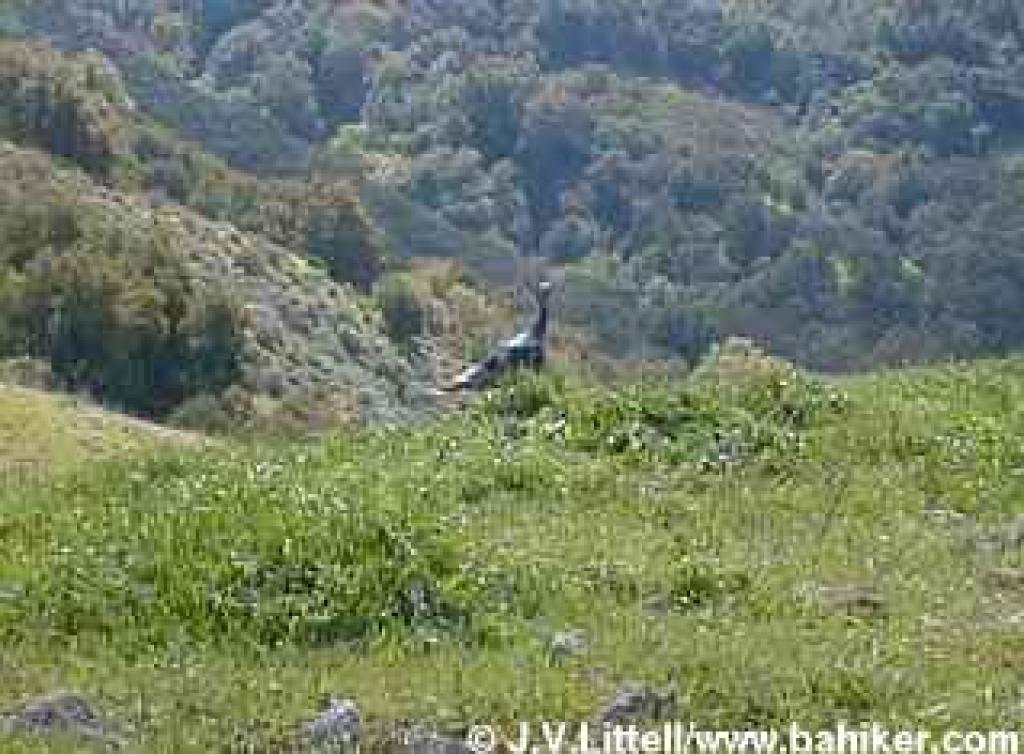 Turkey photo