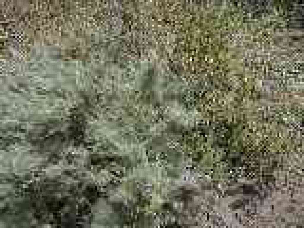 Sagebrush and monkeyflower