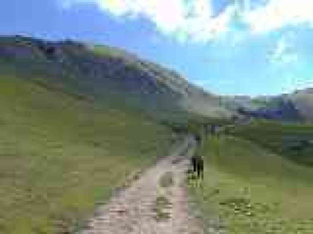 More frisky cows trailside
