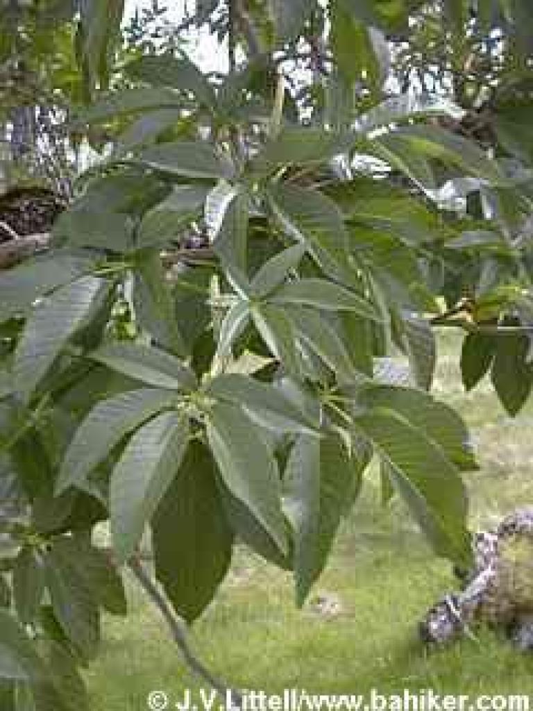 Buckeye photo