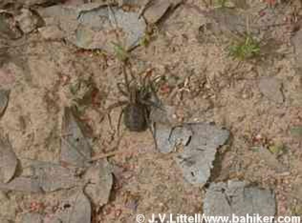 Spider photo