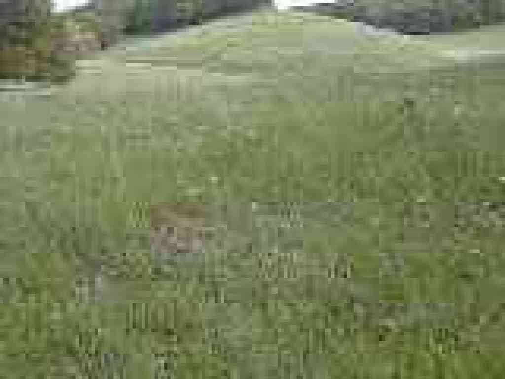 Grass dotted with woodland star