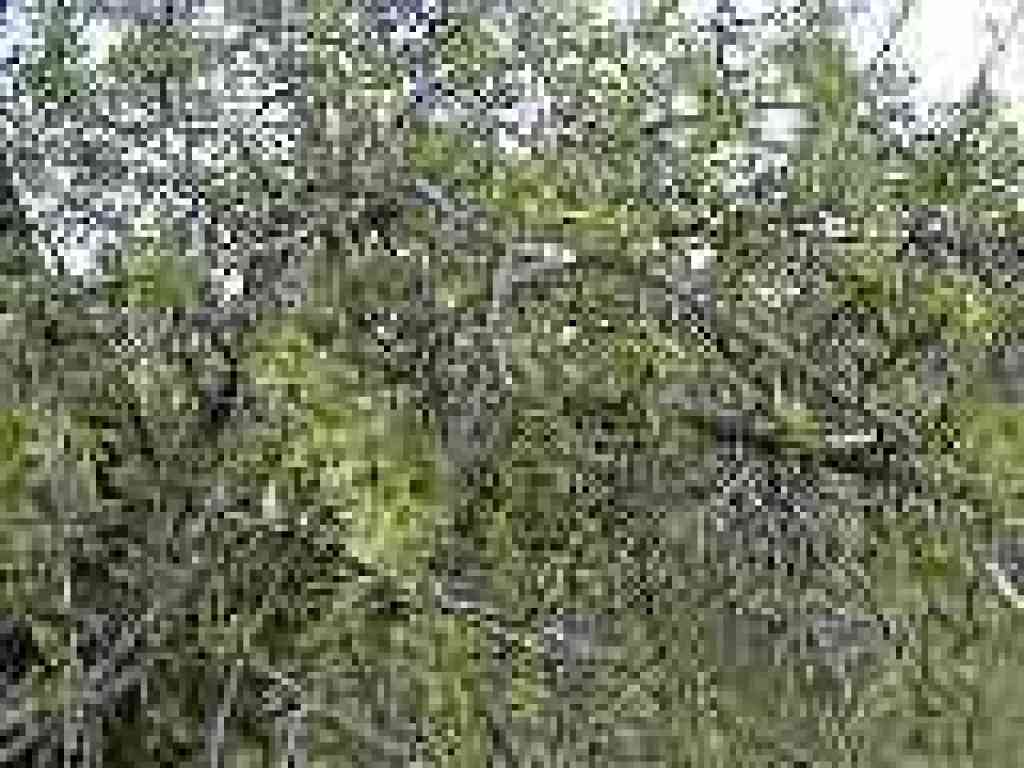 Fruit tree