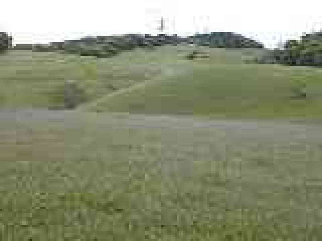 Filaree in the grass