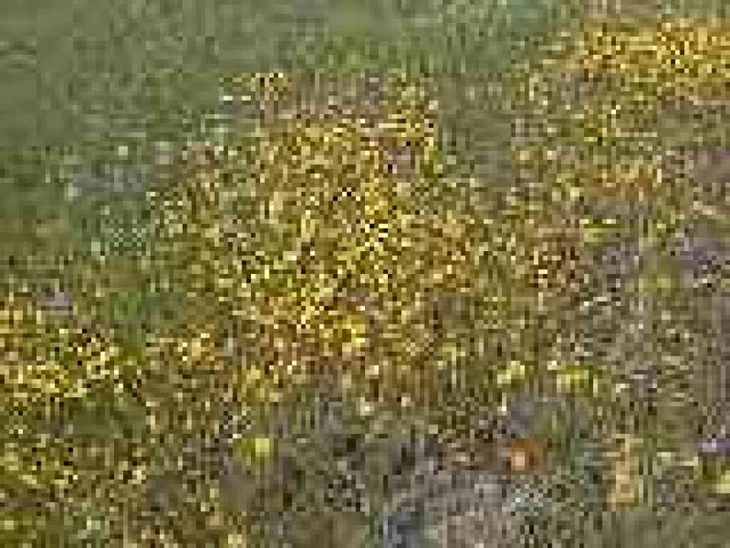 Goldenfields
