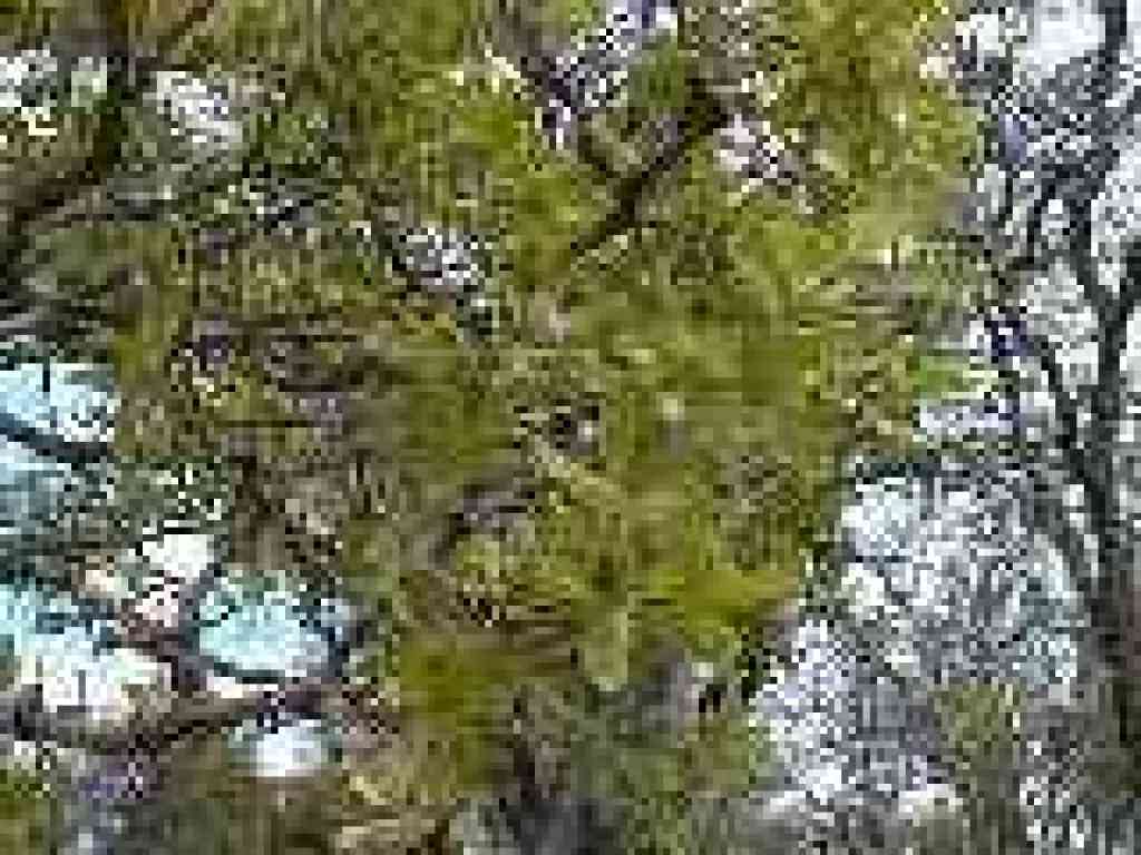 New oak leaves