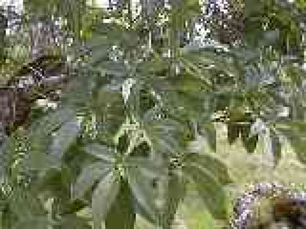 Buckeye