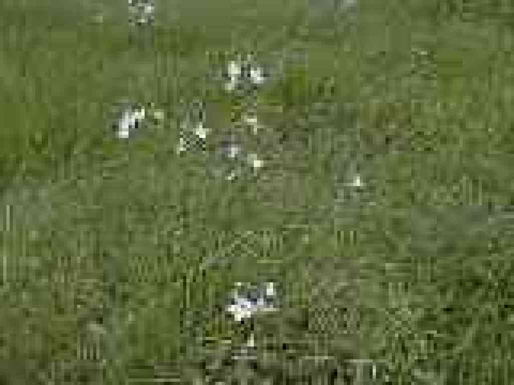 Woodland stars