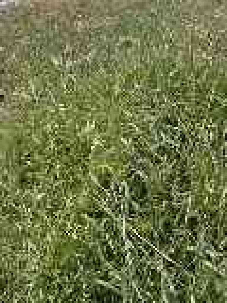 Fiddleneck
