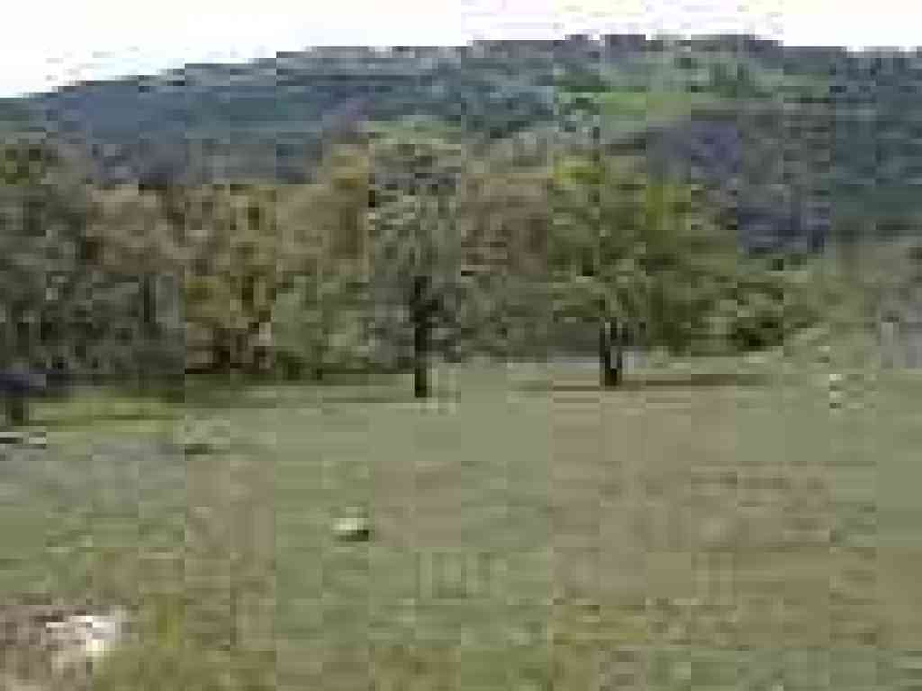 Oaks and view west
