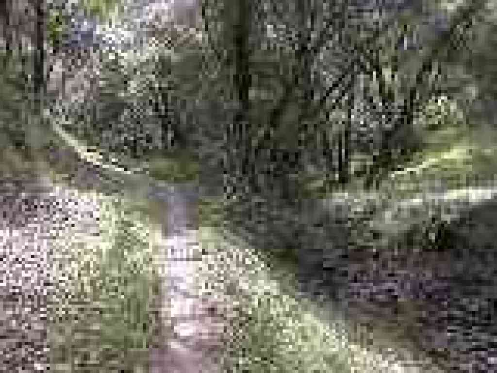 Along creek