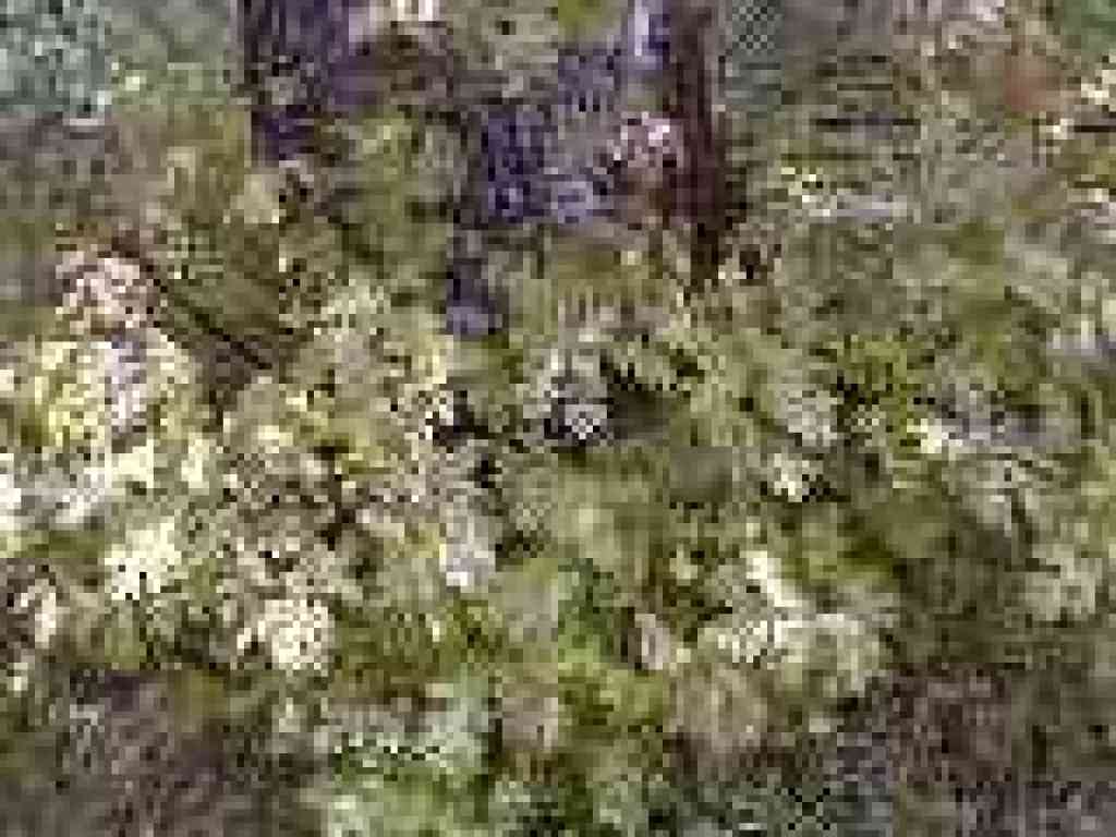 Black oak