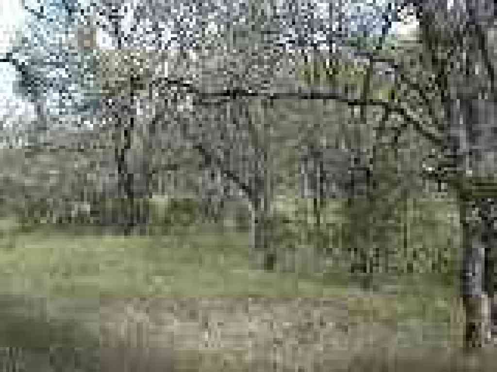 Manzanitas